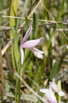 Rose pogonia <BR>Snakemouth orchid